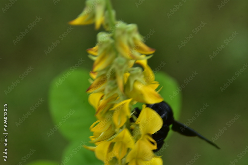 Fototapeta premium A large, black Tropical Carpenter Bee (Xylocopa) with iridescent wings pollinates a spike of yellow Crotalaria wildflowers in Bangladesh.