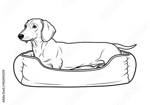Dachshund in an orthopedic dog bed – elongated bed tailored to its body shape