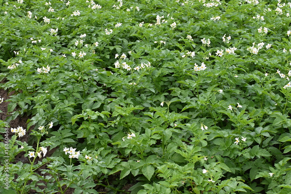 Obraz premium The field of flowering potatoes during summer.White Flowers of a farmer field Grown Organic Potato Plant
