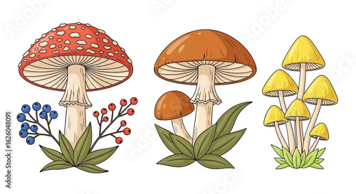 Mushroom identification guide with amanita muscaria and boletus illustration