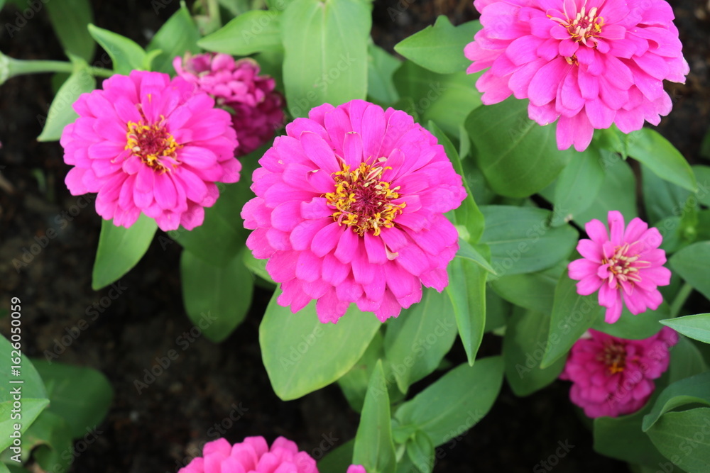 Fototapeta premium pink flowers