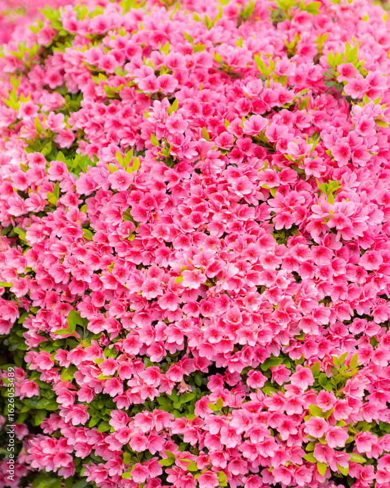Obraz premium Colorful azalea bushes with pink and white blossoms blooming in a landscaped spring garden.