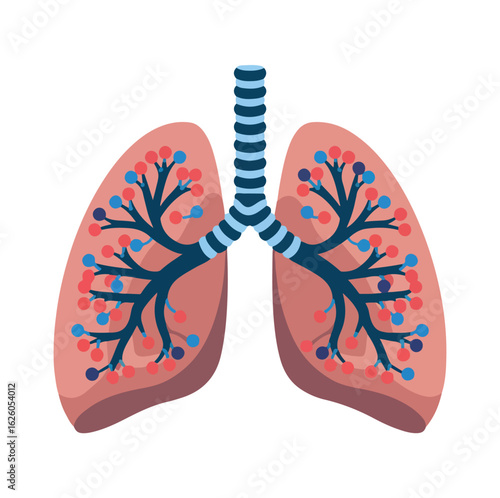 human lungs anatomy
