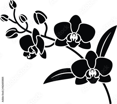 Elegant black silhouette of a blooming orchid flower branch