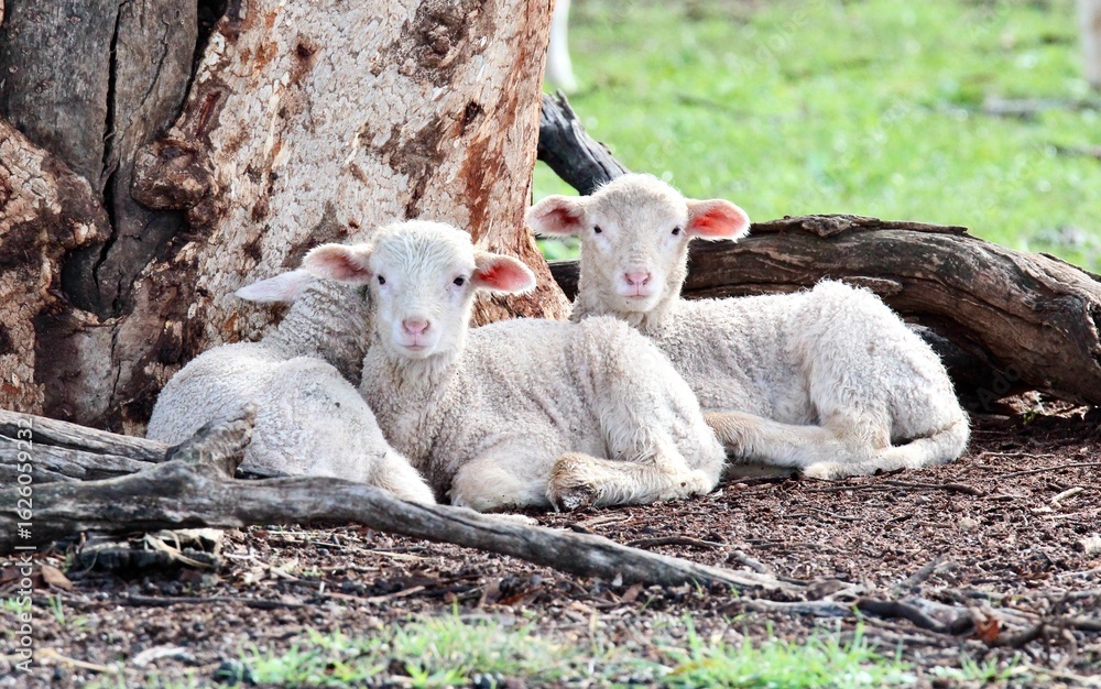 Obraz premium Three Australian Merino Lambs sitting together under a tree on a Wheatbelt farm in winter