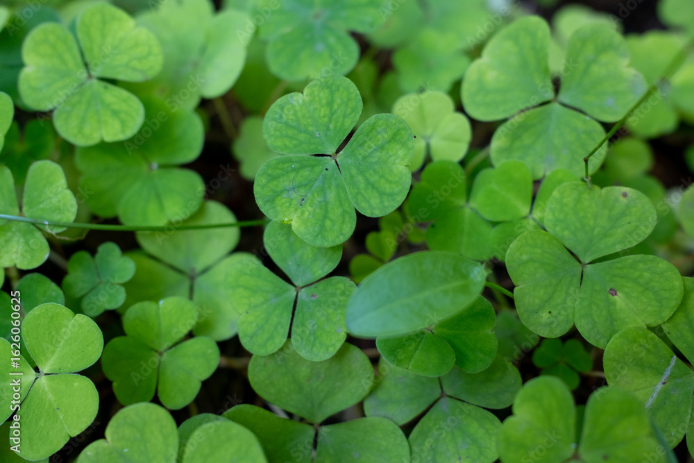 Close-up of green clover leaves growing on the forest floor. Natural background with soft focus, capturing the detail and texture of foliage in spring or summer light. Close-up of green clover leaves growing on the forest floor. Natural background with soft focus, capturing the detail and texture of foliage in spring or summer light.