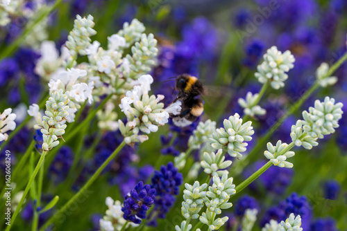 bee on lavender
