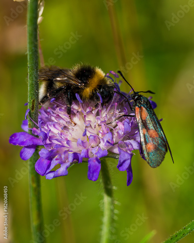 bee on a flower