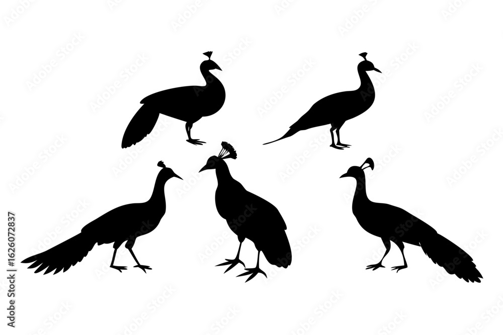 Fototapeta premium set of silhouettes of peacock 