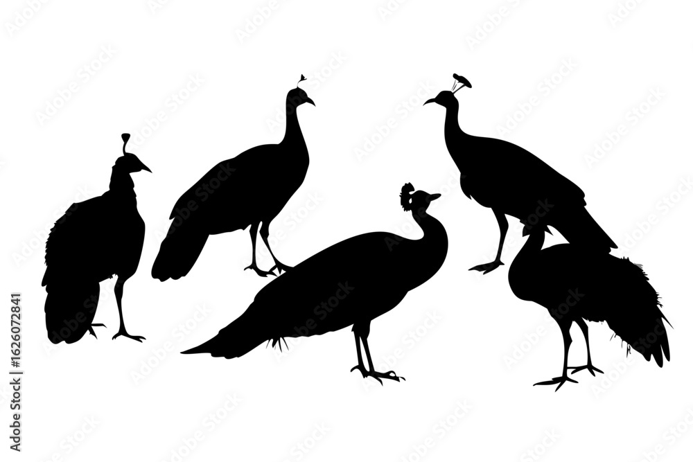 Fototapeta premium set of peacock silhouette 