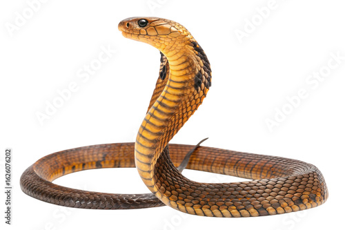 Cobra snake poised to strike isolated on transparent background