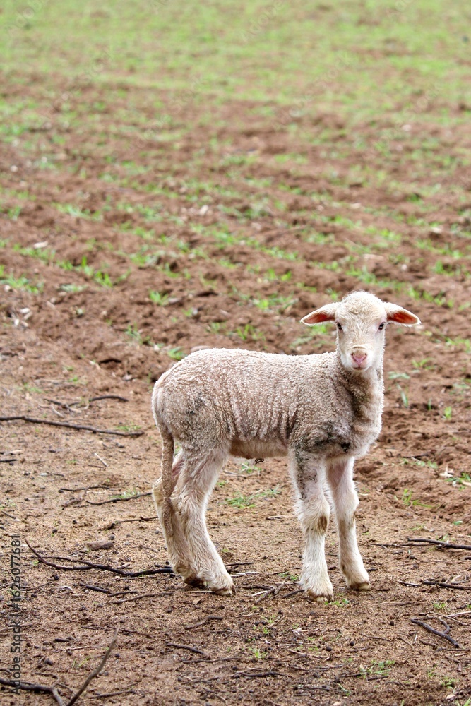 Obraz premium Young Australian Merino Lamb standing in a seeded pasture paddock on a Wheatbelt farm