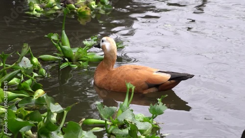 The ruddy shelduck (Tadorna ferruginea) floating in the water