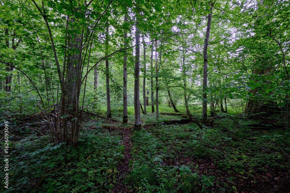 Naklejka premium Late springtime deciduous forest with fresh green rich trees around