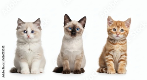 Wallpaper Mural Three diverse and adorable Cute Cat kittens sitting in a row. A trio of feline friends with unique fur and whiskers isolated on white. Torontodigital.ca