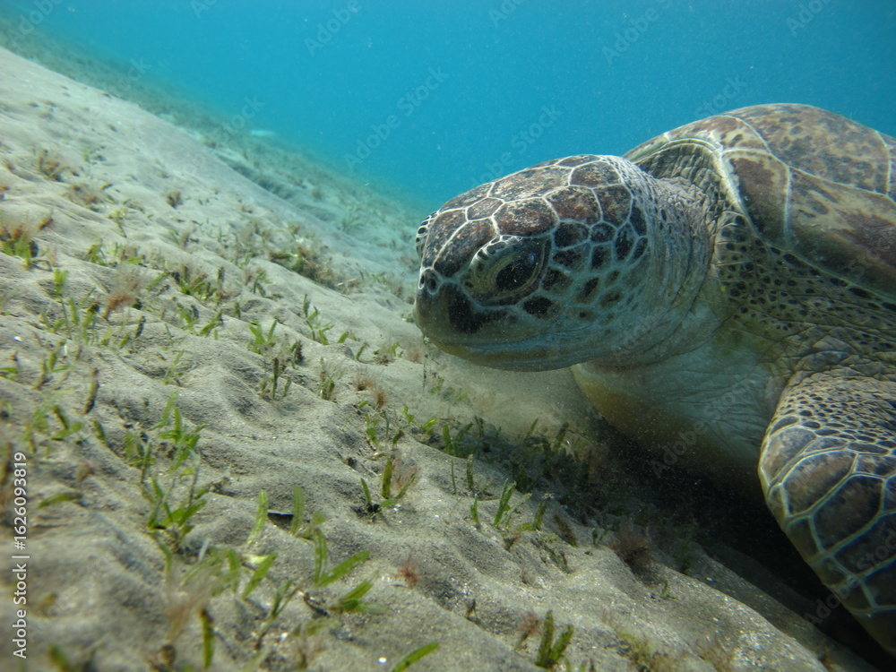 Obraz premium Big Green turtle , Green turtles are the largest of all sea turtles. A typical adult is 3 to 4 feet long and weighs between 300 and 350 pounds.