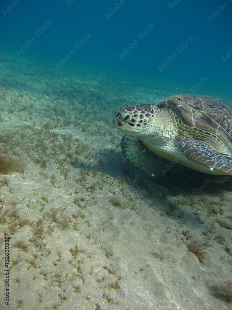 Obraz premium Big Green turtle , Green turtles are the largest of all sea turtles. A typical adult is 3 to 4 feet long and weighs between 300 and 350 pounds.