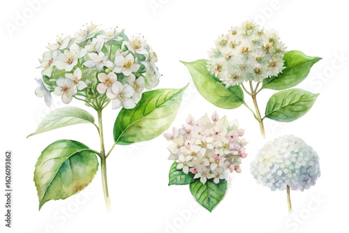 set of watercolor elder flower vector illustration isolated on white background