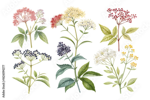 set of watercolor elder flower vector illustration isolated on white background