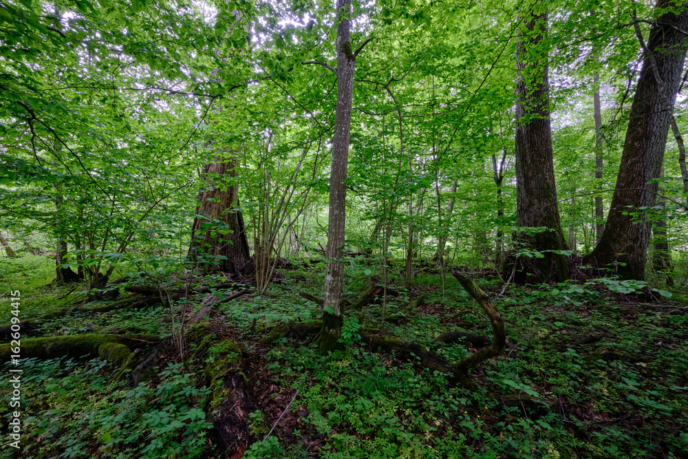 Fototapeta premium Late springtime deciduous forest with fresh green rich trees around