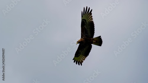 Majestic Hawk Soaring Through a Cloudy Sky