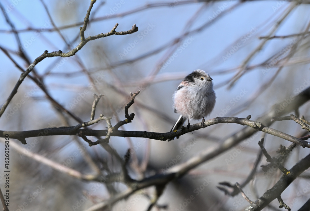 The long-tailed tit mimicry in nature and its lookalike with a tree branch The long-tailed tit mimicry in nature and its lookalike with a tree branch