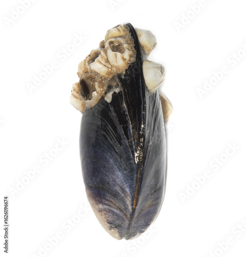 Obraz na plátne The common blue mussel (Mytilus edulis) is overgrown with parasites (barnacle (Balanus) due to a sedentary lifestyle