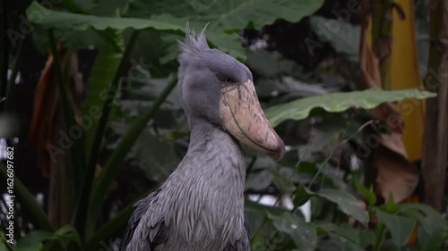 The shoebill (Balaeniceps rex), also known as the whale-headed stork