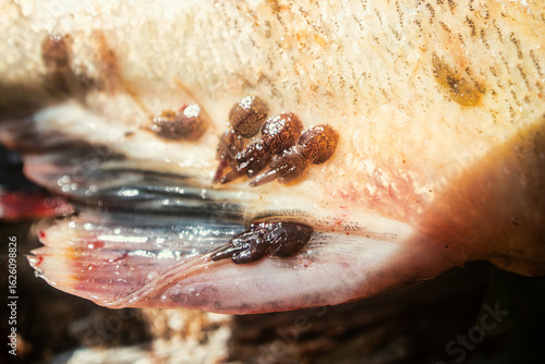 Sea lice (Lepeophtheirus salmonis) attracted by salmon secretions near anal fin - feed on mucus, epidermal tissue, and blood of host fish. Shum salmon (Oncorhynchus keta), Far East, Sakhalin Island