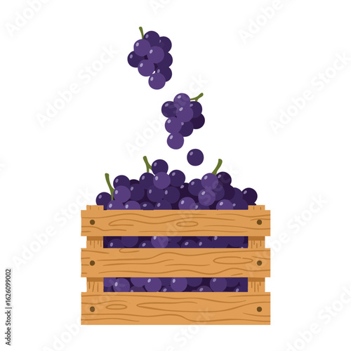 Ripe grapes falling into wooden crate during harvest