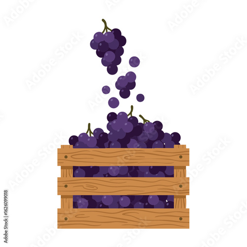 Ripe grapes falling into wooden crate during harvest