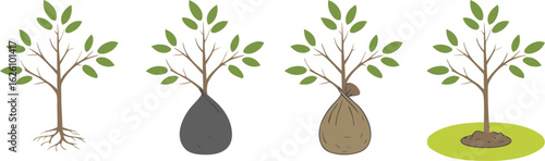 Tree Planting Illustration Stages of Tree Growth from Seedling to Planted Sapling Isolated on White