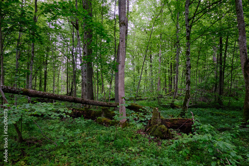 Late springtime deciduous forest with fresh green rich trees around