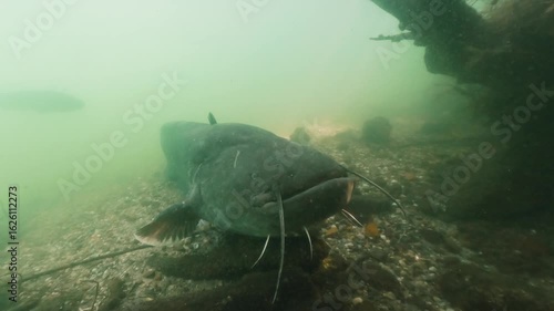 Stunning backlit underwater video capturing two massive catfish (Silurus glanis) preparing to spawn in a freshwater environment. Silhouetted against the light filtering through the water, the giant fi