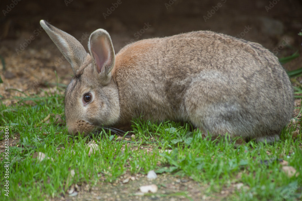 Fototapeta premium European rabbit (Oryctolagus cuniculus), wild rabbit sitting in a meadow, Sardinia, Italy