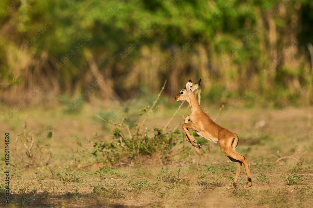Obraz premium Young Impala (Aepyceros melampus) running from danger in South Luangwa National Park, Zambia