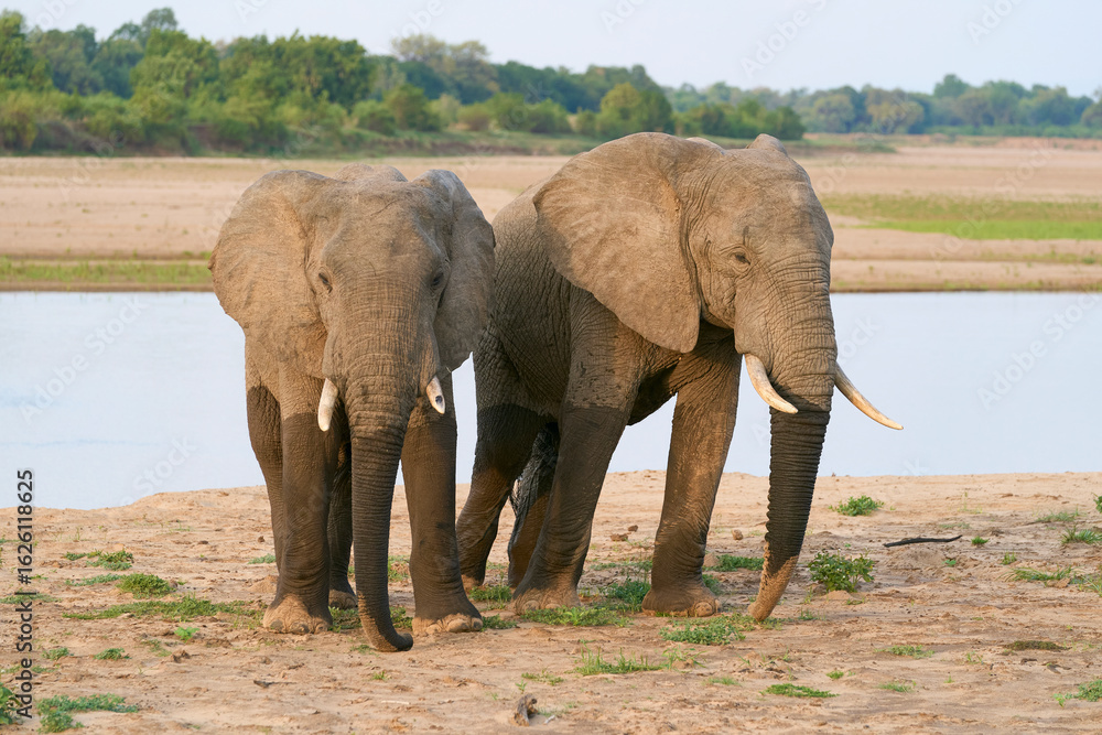 Obraz premium Group of large male African Elephant (Loxodonta africana) having just crossed the Luangwa River in to South Luangwa National Park, Zambia 