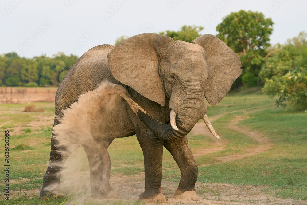 Obraz premium Group of large male African Elephant (Loxodonta africana) having just crossed the Luangwa River in to South Luangwa National Park, Zambia 