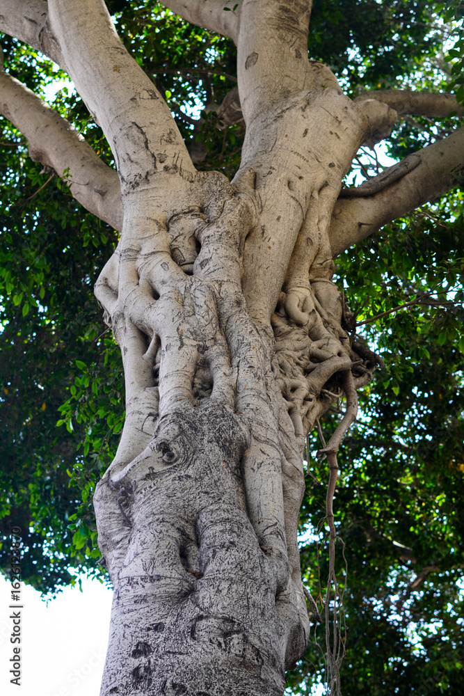 Fototapeta premium old tree trunk