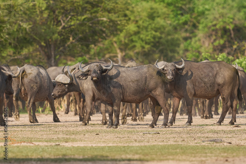 Wallpaper Mural Large herd of African Buffalo (Syncerus caffer) in South Luangwa National Park, Zambia Torontodigital.ca