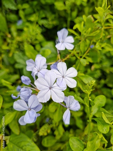 blue flowers in the garden