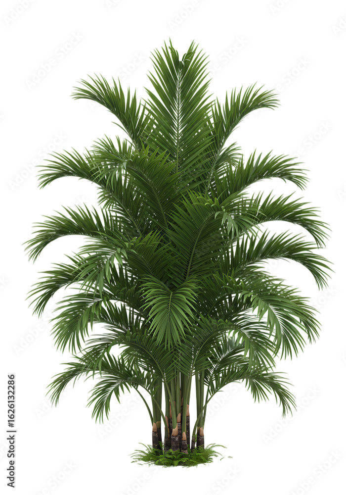Fototapeta premium Lush green palm tree with multiple trunks isolated on transparent background