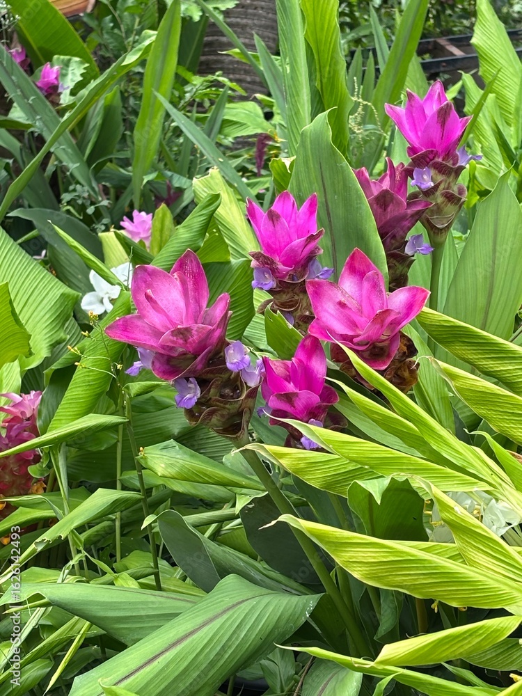 Fototapeta premium pink flowers in garden