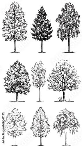 Various tree sketches