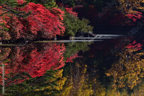 錦秋の白駒池　水鏡に映る紅葉