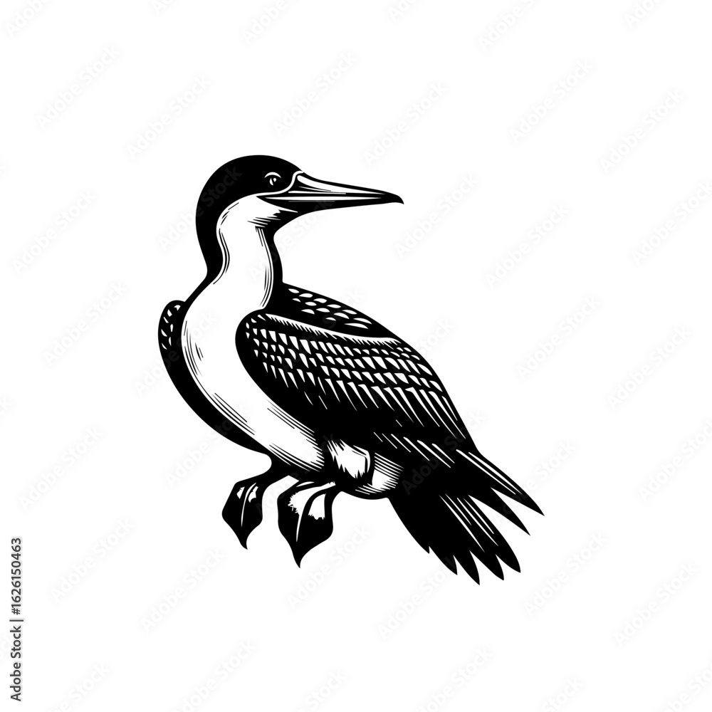 Obraz premium Black and White Illustration of a Cormorant Bird.