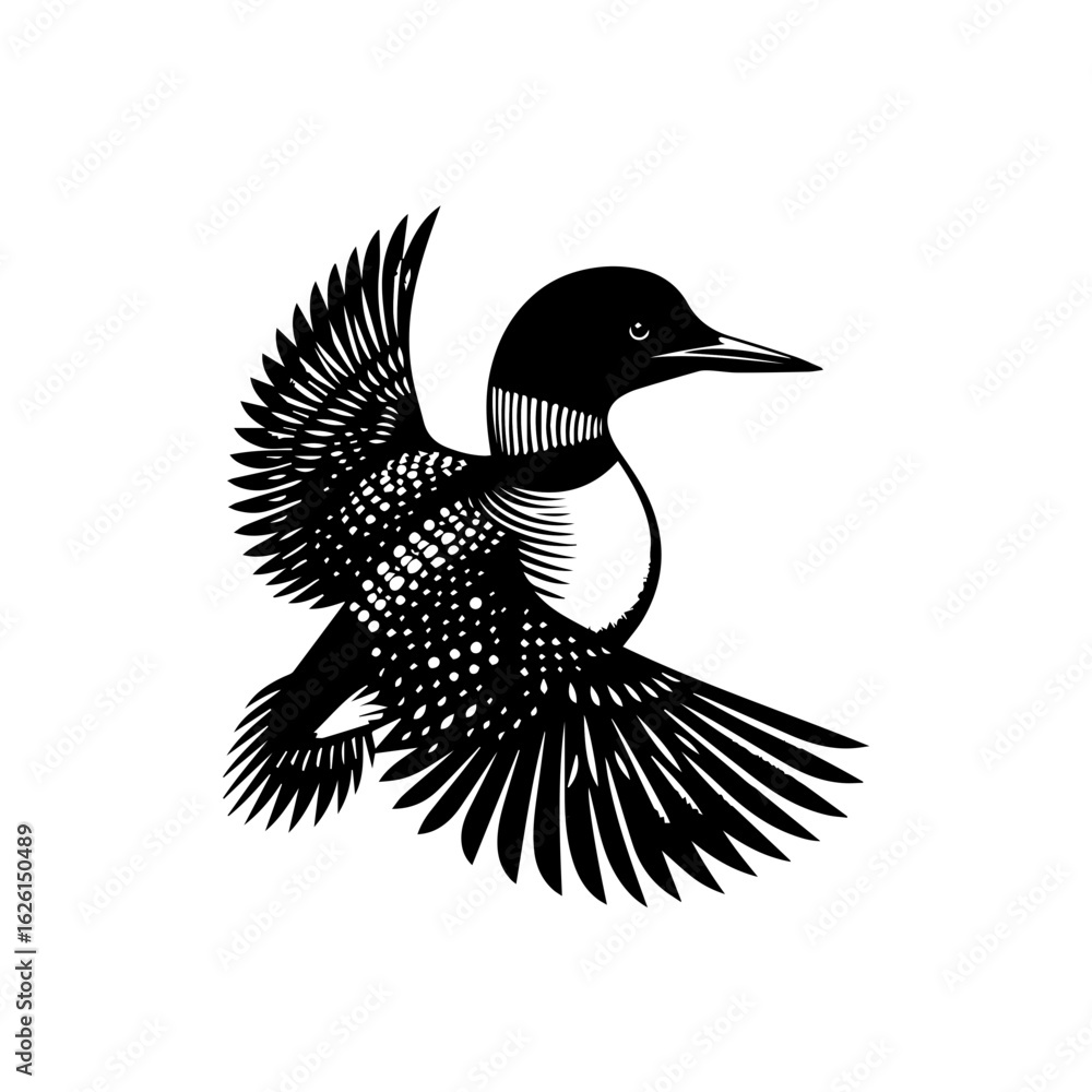 Fototapeta premium Black and White Loon Bird in Flight.