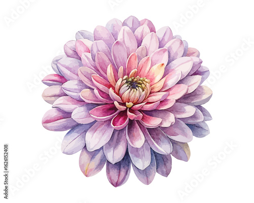 watercolor chrysanthemum flower vector illustration isolated on white background