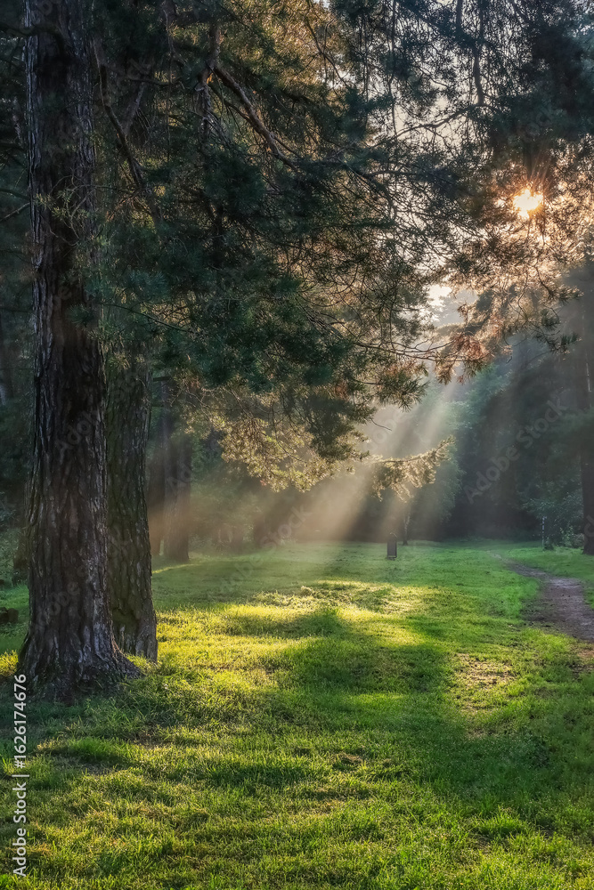 Fototapeta premium rays of the morning sun on the forest path