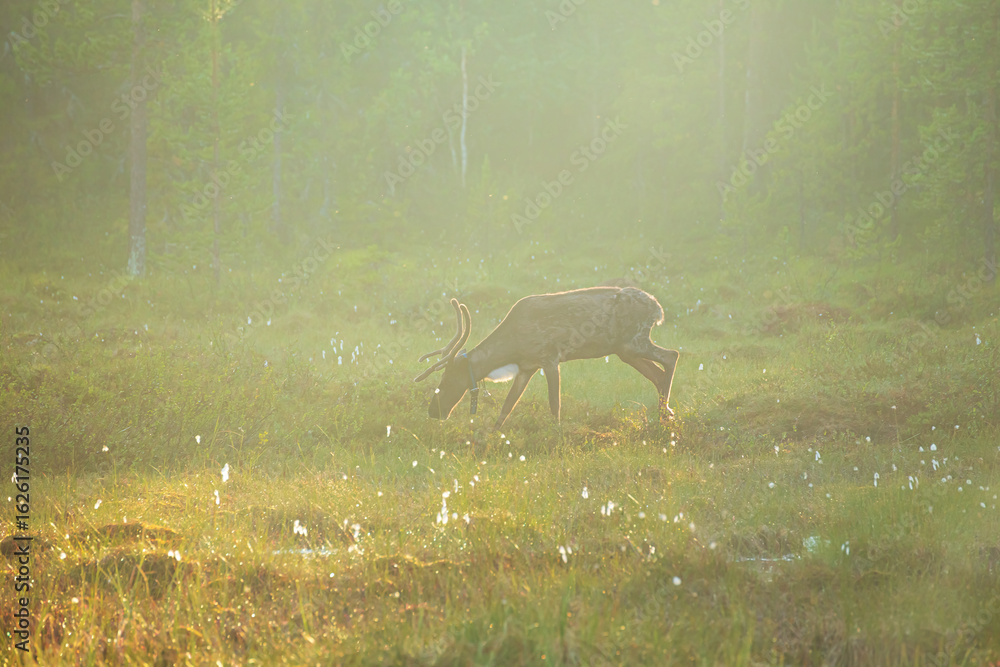 Fototapeta premium Reindeer standing in a mystical foggy forest at sunset.